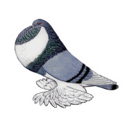 Hollandse Kropper Clubshow bij SNN