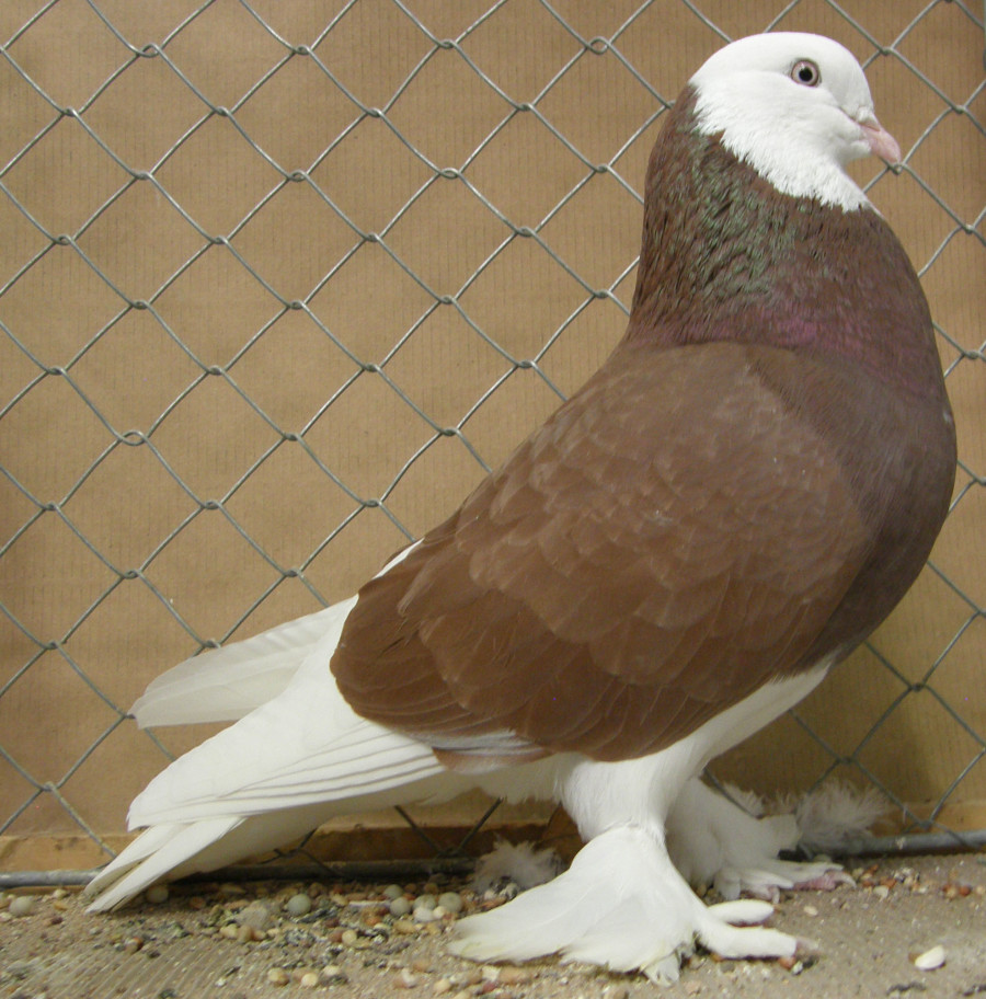 West of England Tuimelaar