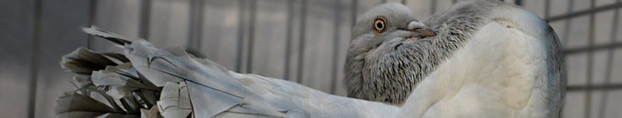 Sierduivenshow Noord-Nederland