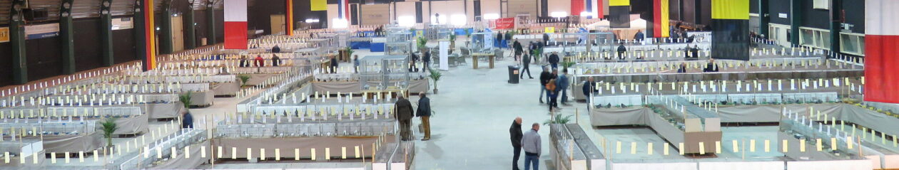 Sierduivenshow Noord-Nederland