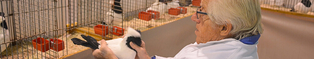 Sierduivenshow Noord-Nederland