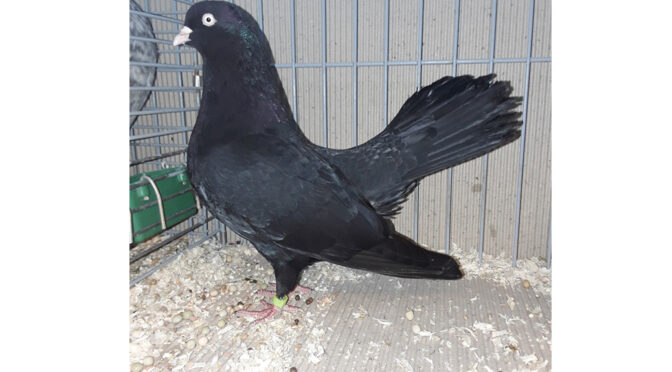 Jaap Draaijer wint Facebook Challenge