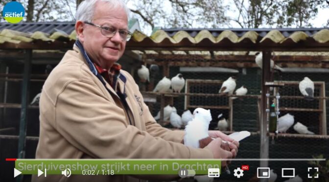 Sierduivenshow Noord Nederland strijkt neer in Drachten