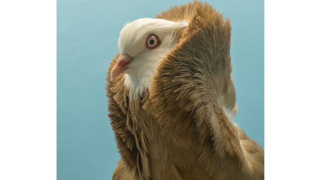 Welkom op onze show!